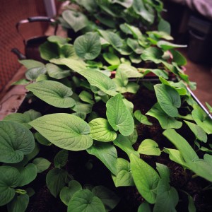 small nursery looking down